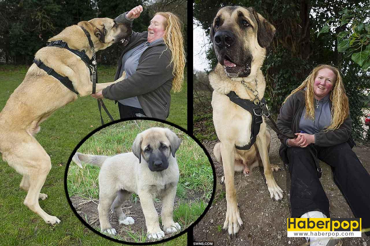 dünyanın en ağır köpeği