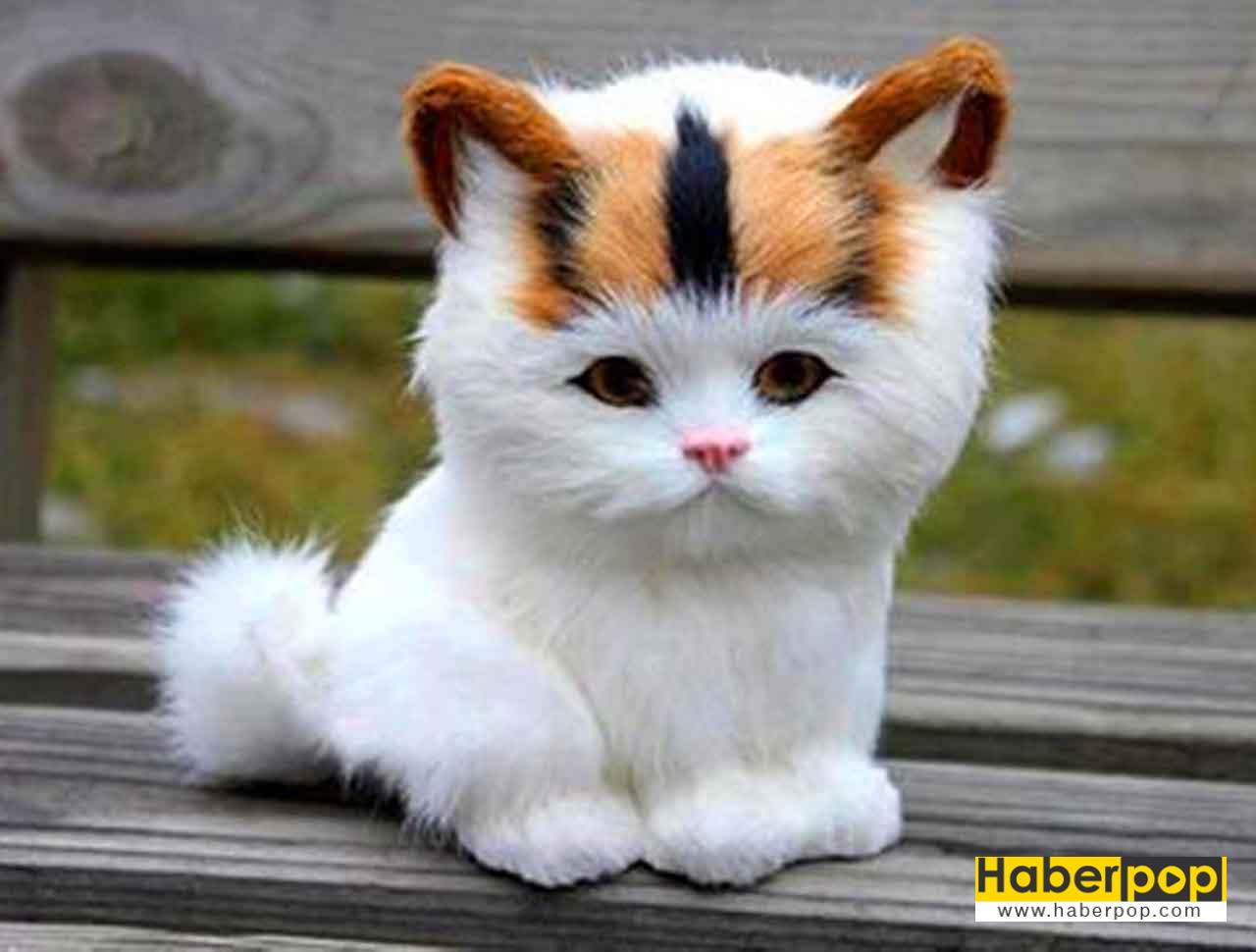 Beyaz Mavi Gözlü Yavru Kedi