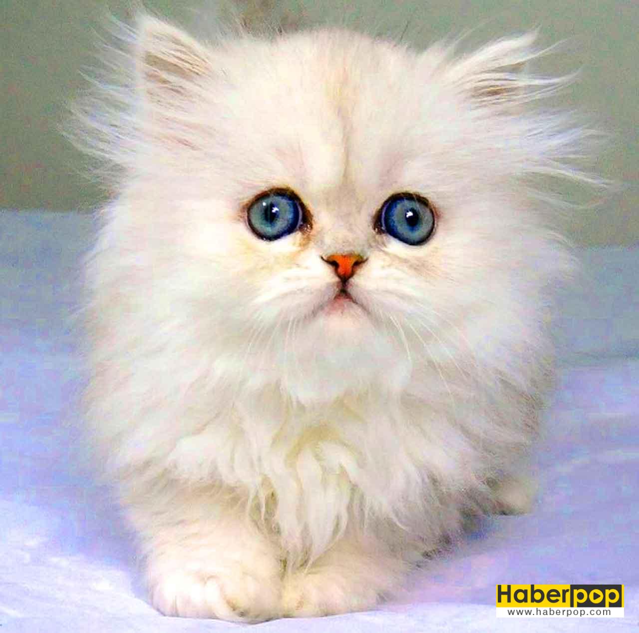 renkli gözlü kedi