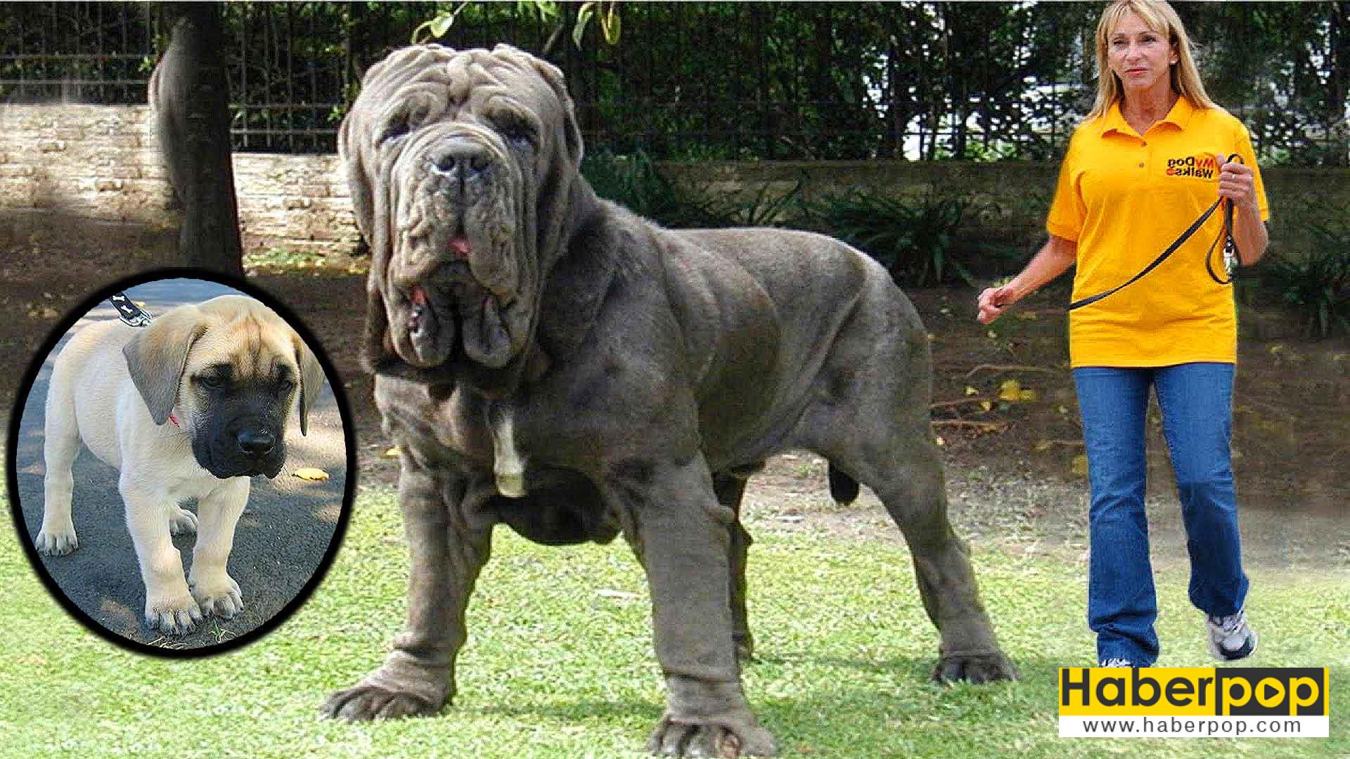 Dünyanın En Büyük 20 Köpek Cinsi - HaberPop