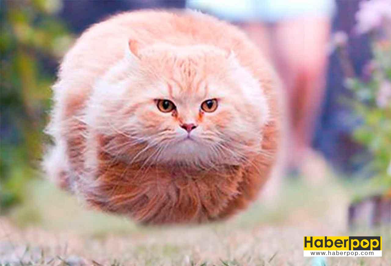 En Güzel 31 Kedi ve Onların Tatlı, Şirin Fotoğrafları HaberPop