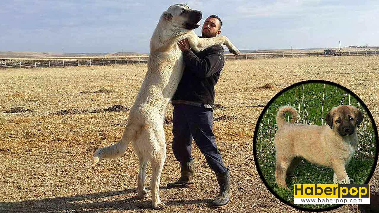 Dünyanın En Güçlü Köpeği Kangal Mı