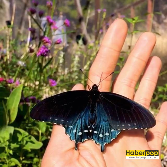 kelebekleri-kurtaran-adam-7-HaberPop