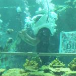 4 bin egzotik balık arasında evlilik teklifi