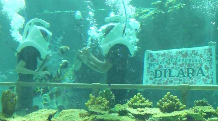 4-bin-egzotik-balik-arasinda-evlilik-teklifi-video-izle-video