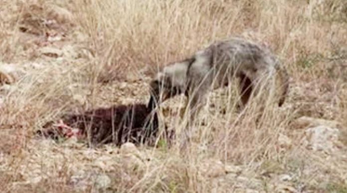 ac-sokak-kopekleri-yedi-koyunu-yedi-video-izle-ilginc-video