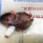 Kendi bacağını ısıran hamster alçıya alındı