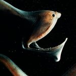 Birbirinden tuhaf ve korkunç 10 anormal hayvan