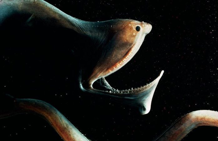 Anormal-hayvanlar-k-gulper-pelikan-yilan-baligi-HaberPop