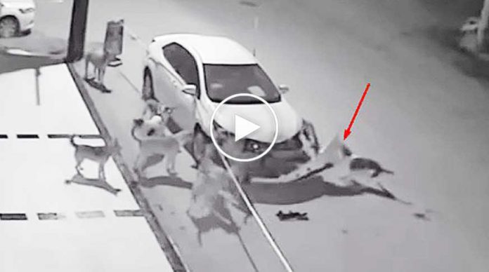 araba-parcalayan-kopekler-video-izle