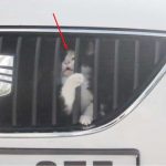 Arabaya sıkışan kedi böyle kurtarıldı