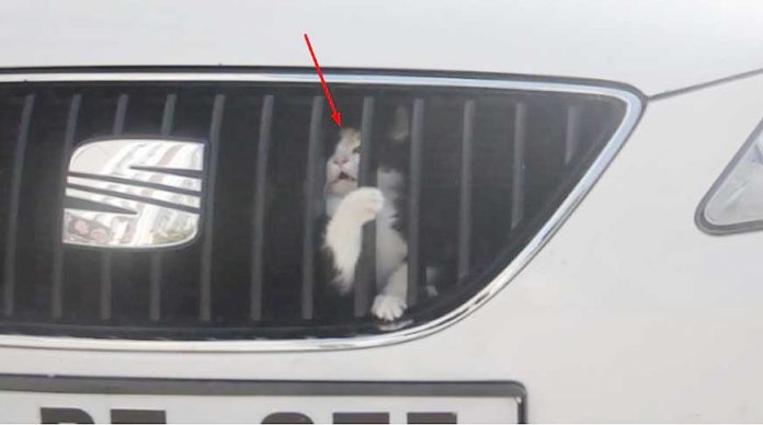 arabaya-sikisan-kedi-boyle-kurtarildi-videosu-izle