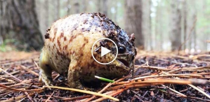 Bağıran-kurbağa-şişerek-insanları-korkutmaya-çalıştı-video-izle-ilginç-tuhaf-haberler