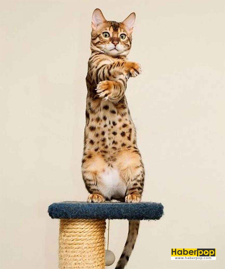 En Güzel 31 Kedi ve Onların Tatlı, Şirin Fotoğrafları HaberPop