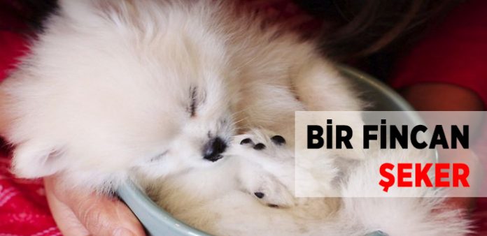 Bir-Fincan-Seker-k-Haberpop.com