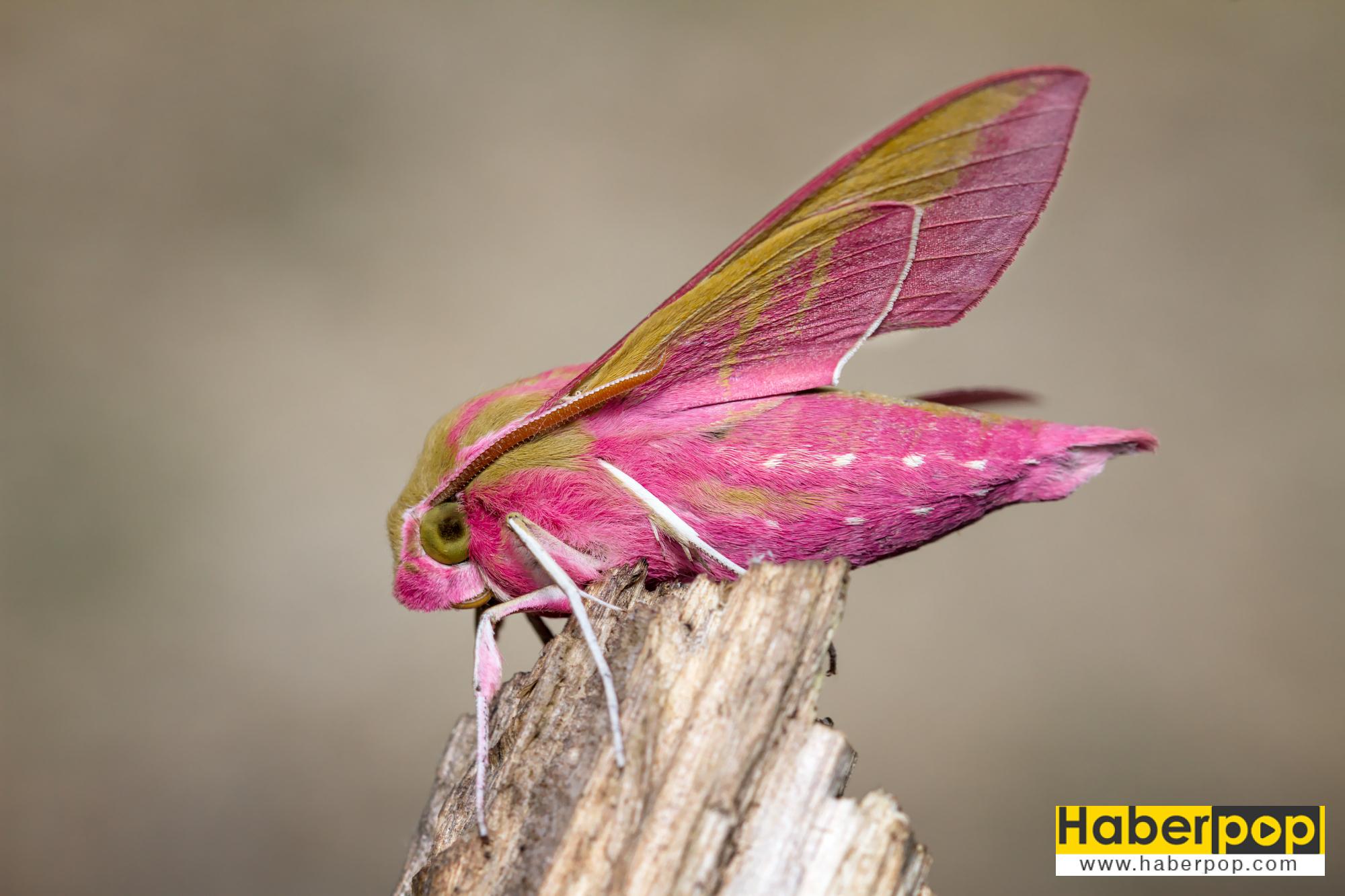 Böcek ilaçlama arama Elephant Hawk Moth, Deilephila elpenor