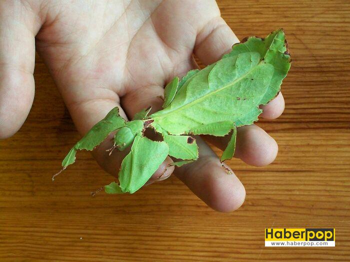 Böcek ilaçlama arama Leaf-insect-Phyllium-bioculatum