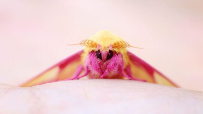Böcek Türleri Pembe Akçaağaç Güvesi Dryocampa rubicunda Rosy maple moth Böcek Türleri Pembe Akçaağaç Güvesi Dryocampa rubicunda Rosy maple moth