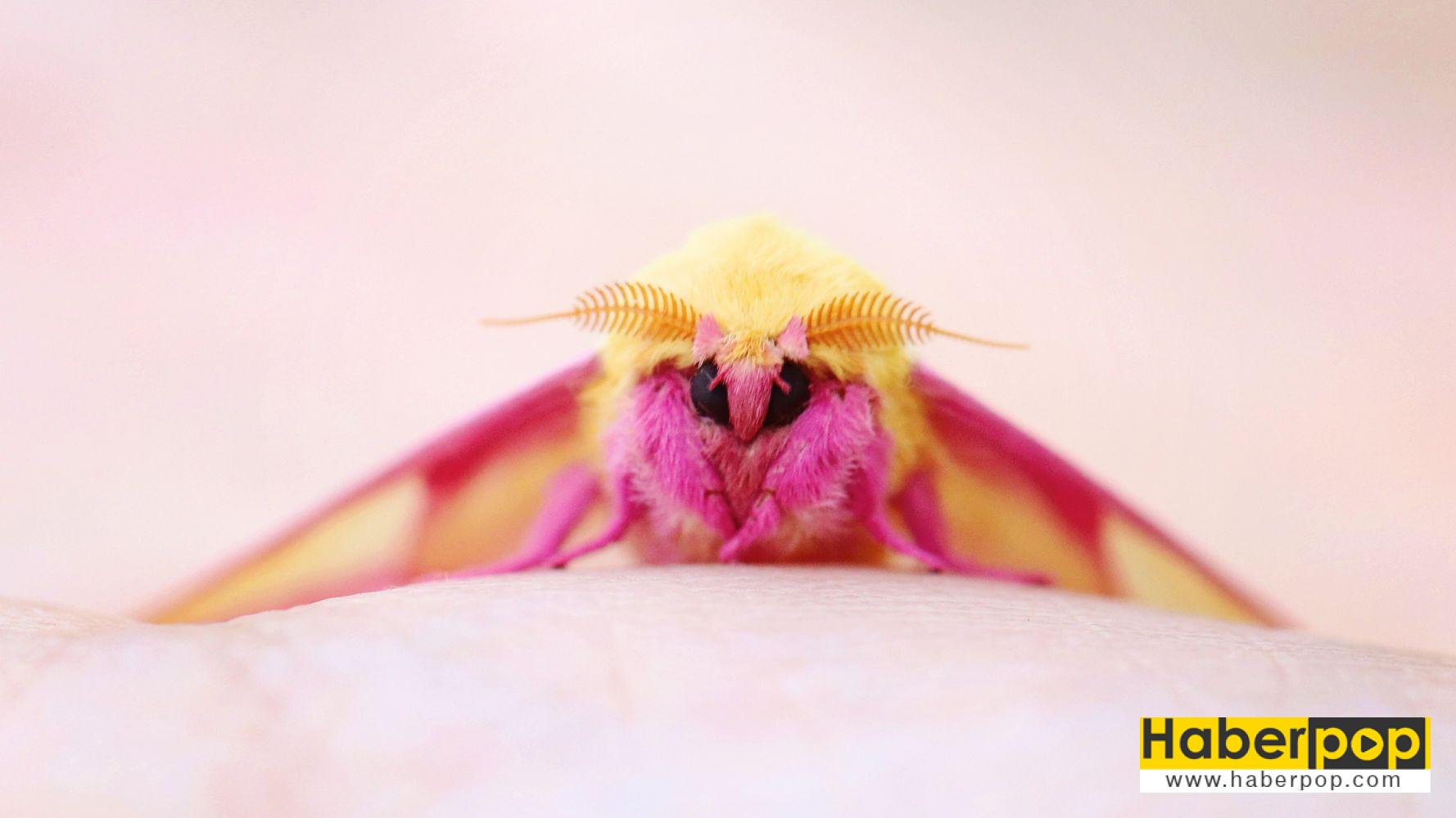 Böcek ilaçlama arama Pembe Akçaağaç Güvesi Dryocampa rubicunda Rosy maple moth