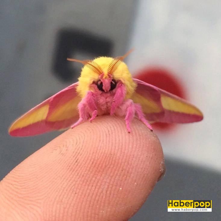 Böcek ilaçlama arama Dryocampa rubicunda Rosy maple moth