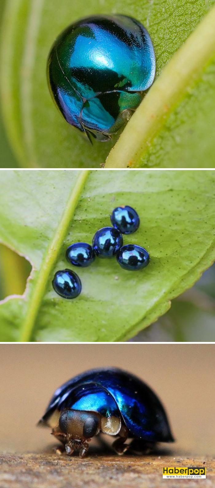 Çelik Mavi Uğur Böceği