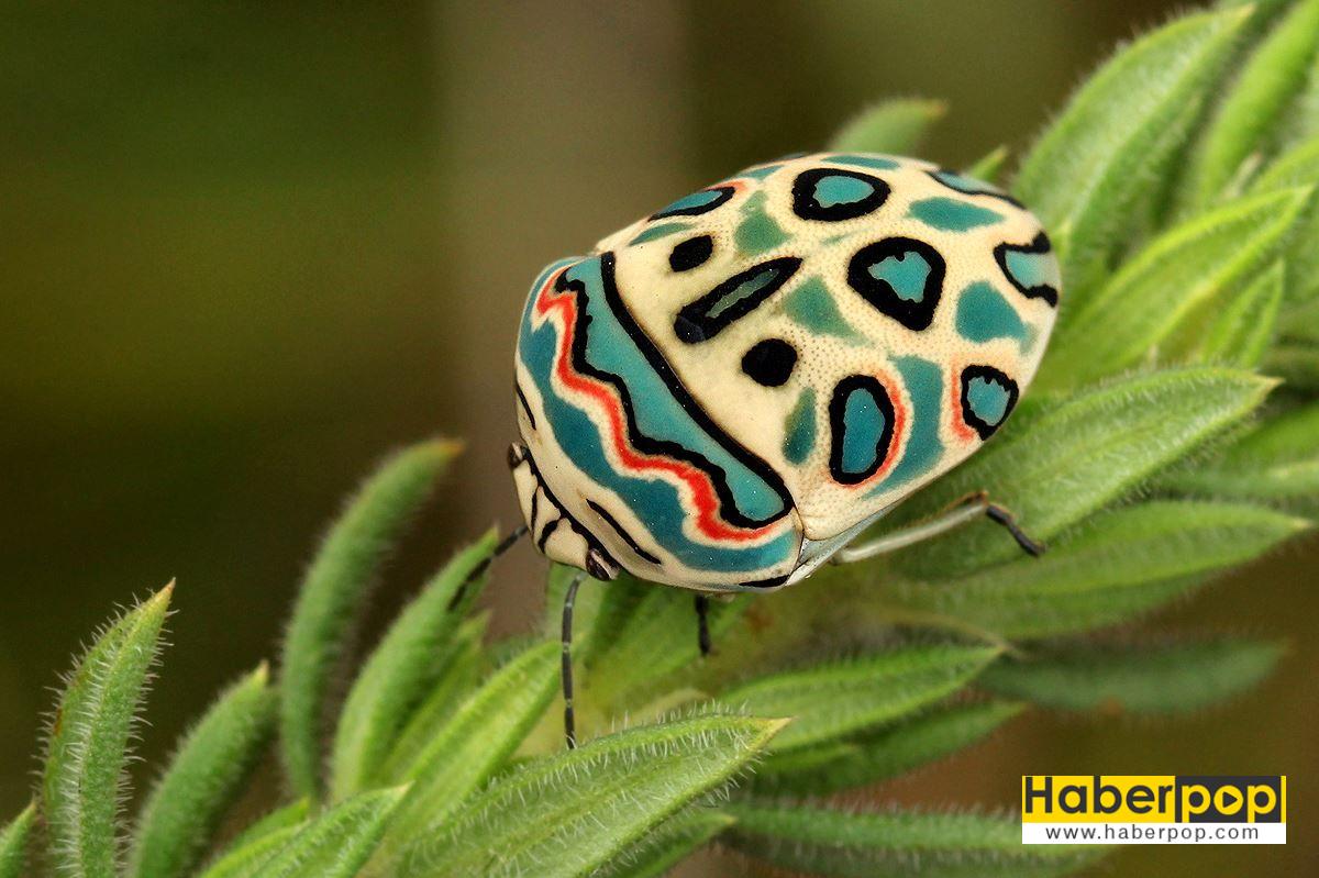 Böcek ilaçlama arama Picasso böceği