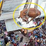 Çatıda büyütülen inek vinçle aşağı indirildi