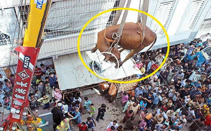 catida-buyutulen-inek-vincle-asagi-indirildi-tuhaf-haberler-izle