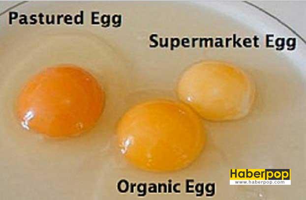 Çürük-ve-bozuk-yumurta-nasıl-anlaşılır--Suyla-yumurta-tazelik-testi-organik-yumurta