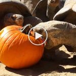 Dev Galapagos kaplumbağası 110 yaşına girdi