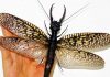 Dünyanın en büyük uçan böceği: Dobsonfly (Corydalinae)