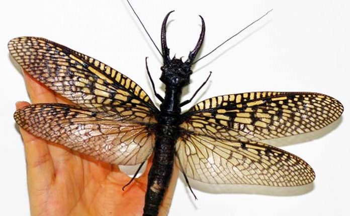 dunyanin-en-buyuk-ucan-bocegi-dobsonfly-corydalinae-ilginc-haberler-izle