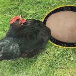 En büyük yumurta rekoru bu tavuğun