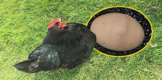 En büyük yumurta rekoru bu tavuğun