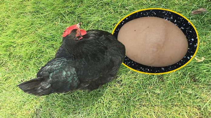 dunyanin-en-buyuk-yumurtasini-yumurtlayan-tavuk-izle