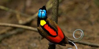 Dünyanın en ilginç ve en güzel 20 kuş türü