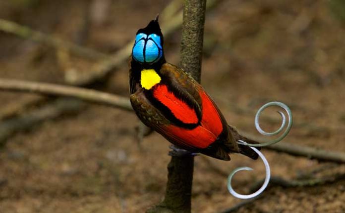 en-tuhaf-20-kus-k-haberpop