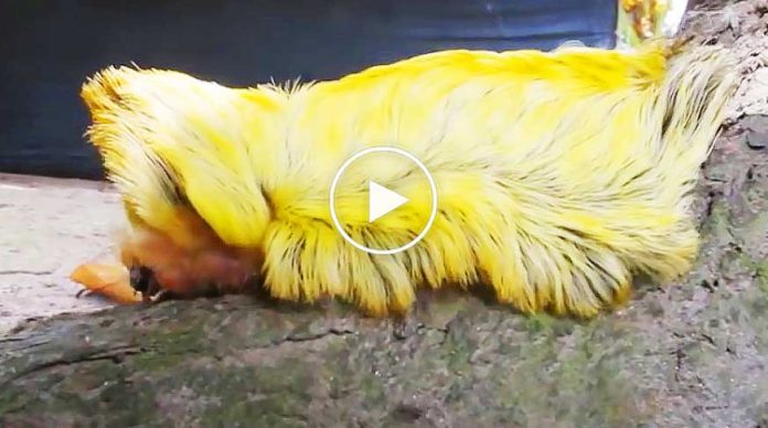 flannel-moth-caterpillar-videosu-goruntusu-izle