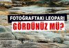 Fotoğraftaki leoparı gördünüz mü?