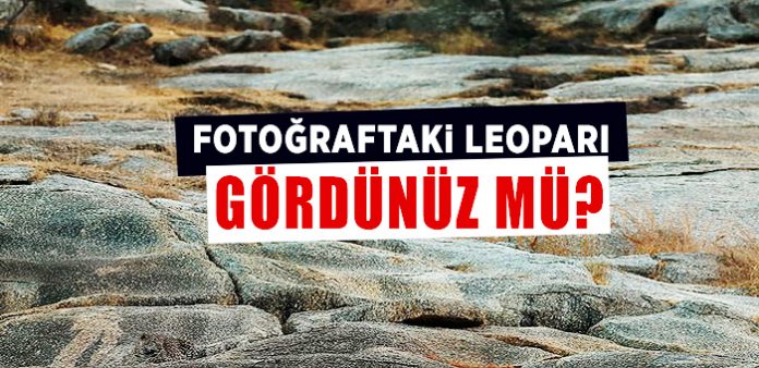 Fotoğrafta-gizlenen-leoparı-gördünüz-mü-haberi-İLLÜZYON
