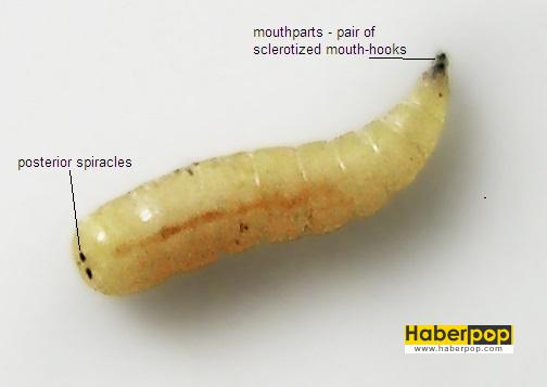 genus-chrysomya-kurtcuk-larva