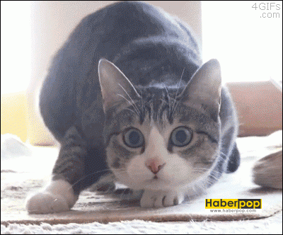 Gulmekten-agzinizi-acitacak20kedi-gifi-1-HaberPop