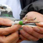 Casus güvercin tehdit mesajı taşıdığı için tutuklandı