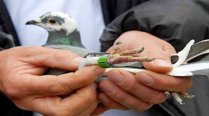 guvercin-tehdit-mesaji-tasidigi-icin-tutuklandi-ilginc-haberler-izle