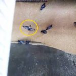 Güvercinler ekmek fabrikasının değirmeninde öğütüldü