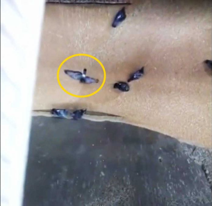 guvercinler-ekmek-makinesinde-ogutuldu-videosu