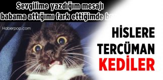 Hislerinize Tercüman Olan Kediler