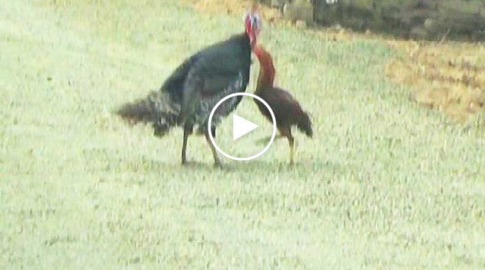 horoz-ve-hindi-kavgasi-bakin-nasil-bitti-video-izle