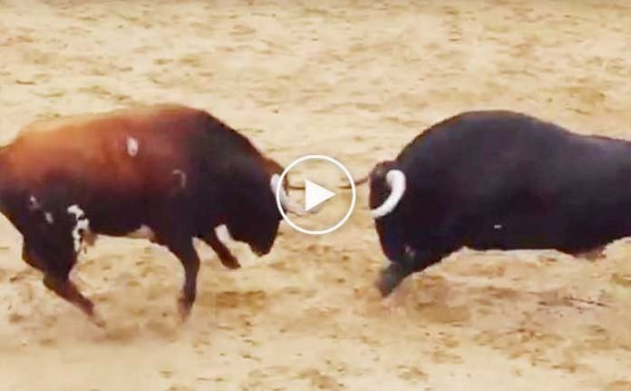 iki-boga-kafa-kafaya-carpisinca-oldu-videosu-izle