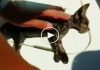Yavru kedi suni tenefüsle kurtarıldı